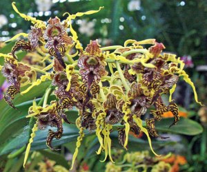 Dendrobium Spectabile